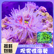 海葵海缸生物观赏海葵，lps软体珊瑚海草奶嘴，海葵火山海葵樱花海葵