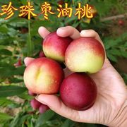 云南珍珠枣油桃脆甜枣，味小桃子5斤孕妇水果