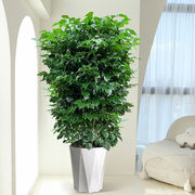 幸福树绿植盆栽丛生造型绿宝客厅好养活室内植物（基地直播 ）
