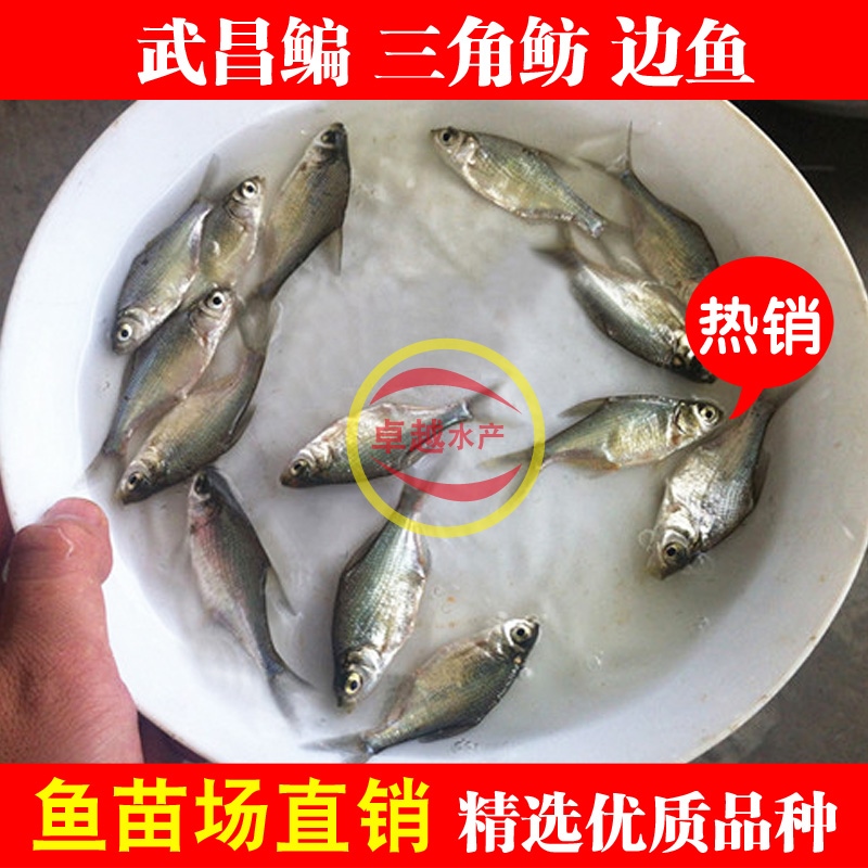 武昌 武昌鳊苗 鲂 头鲂苗 边苗 淡。|ruв категории животное/Животное питание и принадлежностей, аквариум мира, рыба - от Buy2taobao.com для оказания профессиональной услуги покупки агента Taobao