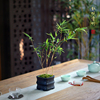 红观音竹盆栽红竹子盆景红寒竹植物米竹凤尾竹书房办公桌茶桌面植