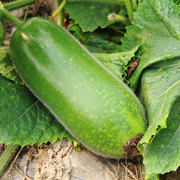 泰国早生碧绿翡翠节瓜种子，小冬瓜种籽菜种四季播菜籽农家蔬菜种孑