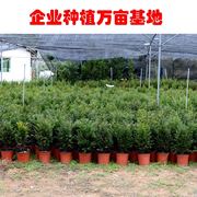 正宗南方红豆杉树苗当年结果净化空气吸甲醛，室内常青植物公母盆栽