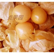 姑娘果 灯笼果东北黑龙江特产黄姑娘果新鲜水果菇茑甜菇娘3斤装。