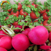红萝卜雌性种子东北水果萝卜，种籽四季播种庭院阳台盆栽蔬菜种子