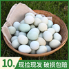 凡人乐乌鸡蛋10枚400g新鲜正宗青皮绿壳蛋农家散养营养月子蛋宝宝