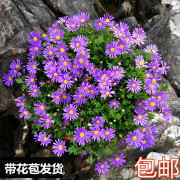 姬小菊盆栽阳台庭院花园多年生垂吊花卉四季花开易爆盆植物1