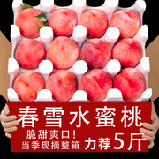 现摘春雪水蜜桃5斤 冬脆桃毛桃当季时令整箱孕妇桃子新鲜水果