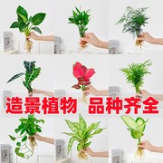 水培造景植物白掌花卉九里香盆栽，竹芋绿萝办公室和鱼共生水养鱼缸