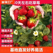 草莓苗奶油草莓盆栽，食用四季丹东红颜，草莓新苗阳台庭院种植苗