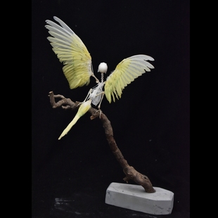 树枝款鹦鹉骨骼标本鸟，骨架自由的骨头树枝摆件定制骨骼