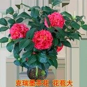 克瑞墨大牡丹茶花盆栽带香水味，花苞美国浓香，巨型山茶花卉植物庭院