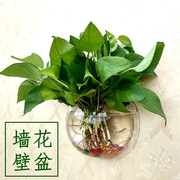 壁挂鱼缸花盆绿萝花瓶，墙上装饰品植物水培，缸家居装饰品墙面挂件