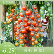进口樱桃番茄种子 超甜100Tomato 小西红柿 四季阳台盆栽水果花园