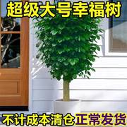 幸福树客厅大盆栽四季常青新家吸甲醛净化空气，好养大绿植绿宝植物