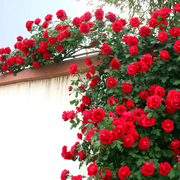 爬藤月季蔷薇花苗大花浓香庭院，藤本花卉植物阳台盆栽玫瑰爬墙四季