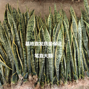 金边虎皮兰盆栽卧室，净化空气客厅吸甲醛，防辐射绿植银脉虎尾兰耐旱