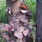 椴木香菇菌种黑木耳毛木耳(毛，木耳)平菇菌种，母种是点种在树上的