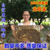 新蜂蜜(新蜂蜜)纯天然农家，自产土蜂蜜龙眼，蜜桂圆蜜原蜜纯正不加糖500g