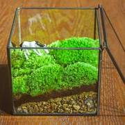 青苔苔藓容器闷养盆玻璃盆景微景观玻璃瓶微观生态瓶空瓶盒花盆缸