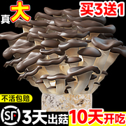 速发蘑菇种植包新鲜(包新鲜)菌种家种菌菇黑平菇，种植菌包食用菌棒家庭