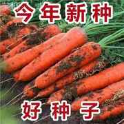 三红九寸红胡萝卜种子四季胡萝卜的种子水洗红萝卜兔子草种籽子