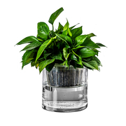 水培b植物玻璃瓶透明直筒圆柱形花瓶简约黄金葛白掌水培玻璃