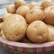 农家小土豆马铃薯黄心土豆