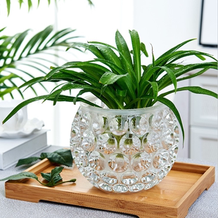 水培器皿创意玻璃花盆水养植物，瓶透明花器绿萝铜钱草花瓶圆形容器