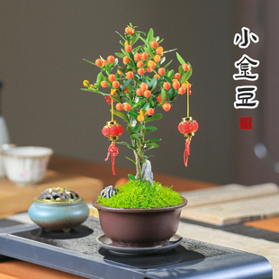迷你金豆盆景带果桌面微景观创意绿植耐寒植物四季好养茶桌办公室