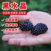 黑水晶树莓苗黑莓浆果树苗南北方，种植红黄树莓苗盆栽地栽当年结果