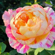 克劳德莫奈月季花苗大花，浓香开花条纹复色玫瑰花，四季盆栽花卉植物