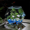 美人鱼缸斗鱼缸大号玻璃鱼缸高透亮桌面鱼缸办公室创意金鱼缸花瓶