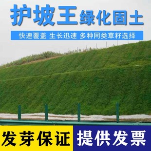 护坡草坪种子百喜草种子景观，草籽根系发达护堤护坝固土草籽边坡