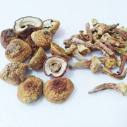 250g克断姬松茸帽子脚碎姬，松茸云南野生菌干货煲汤巴西蘑菇