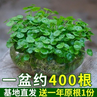 带叶铜钱草水培盆栽植物，室内小绿植花卉，水养金钱草籽水生四季好养