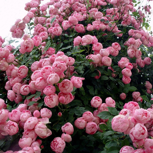 蔷薇花苗藤本月季爬藤植物庭院阳台玫瑰灌木盆栽花卉特大四季开花