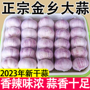 大山东金乡紫皮大蒜头，干蒜5斤2023新鲜祘籽10斤农家蒜