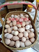 黄山农家柴鸡蛋土鸡蛋笨鸡蛋50枚可做茶叶蛋卤蛋小朋友爱吃
