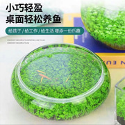 草坪就这么简单鱼缸水草种子生态玻璃瓶造景绿植种籽水培盆栽