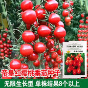帝皇红樱桃小番茄种子千禧樱桃超甜圣女果种籽苗四季播苗蔬菜种孑