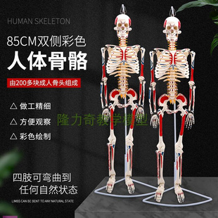人体骨骼模型骨架85cm医学解剖f肌肉瑜伽小白骷髅架双侧肌肉着