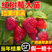 红树莓果苗南方种植黑莓可食用室内阳台庭院盆栽地栽水果嫁接果树