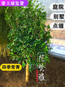 大茶花树苗庭院室外大型四季开花植物耐寒盆栽，花卉四季常青带花苞