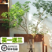 马醉木水培植物鲜切枝条树枝室内绿植日本吊钟树苗水养盆栽活树