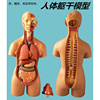 初中生物心脏模型人体解剖模型，儿童玩具人体器官，模型结构躯干构造