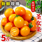 新鲜黄金圣女果5斤樱桃千禧小番茄水果现摘自然熟黄色西红柿