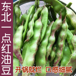 红将军油豆种子春秋季播蔬菜籽软面豆角菜豆，大田抗病高产豇豆孑