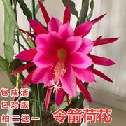 买2发3令箭荷花苗，带根东北小粉重瓣仙人昙花，绿植物室内外盆栽