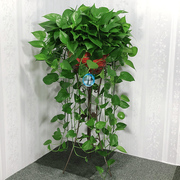 长藤绿萝盆栽室内植物吸除甲醛大盆绿g箩垂吊大型花卉客厅绿植好